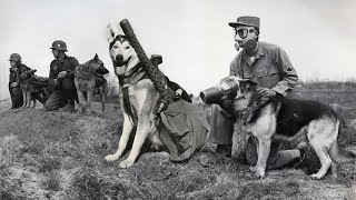 10 Fierce Dog Breeds Used in Wars [upl. by Scevo150]