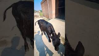 Murra bahas ka katda Murra 🐃murrabull murrakatda [upl. by Valsimot]