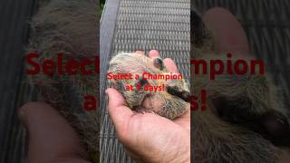 Select a Champion at 7 Days Old racingpigeons pigeons pigeonvideos [upl. by Enyaht]