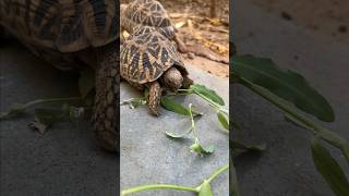 Tortoise Food  Okra  Ladyfingers  Day 13 of 30 food items in 30 Days  Indian Star Tortoise [upl. by Balcke]