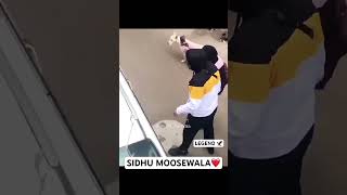 Sidhu Moose Wala Legend New video Shoaib Manak official video shortvideo viralvideo sidhumoosewal [upl. by Englebert]