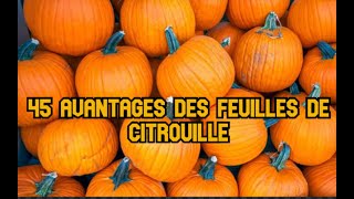 45 avantages des feuilles de citrouille [upl. by Attennek]