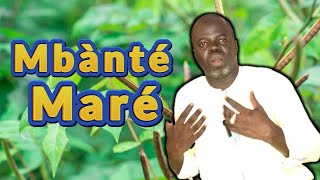 Mbànté Maré  Senna occidentalis  Pr Ousmane Ndiaye  SAMA XALAAT TV [upl. by Ademla558]