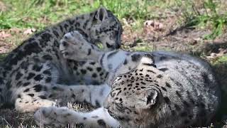 Snow Leopard Cub Playing With Mom [upl. by Staffard]