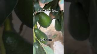 Avokadoavokadotreeavokadoplantfoodfruitavocadokiwi [upl. by Noffets110]