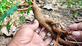 Check This Out Unique Bonsai from Nature  Leucaena leucocephala [upl. by Faus]