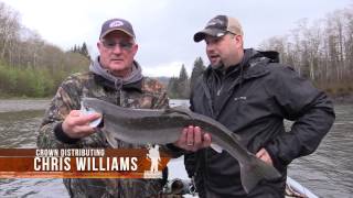 Chehalis River Tributaries amp Quinault WA steelhead quotFeel the Steelquot [upl. by Shara867]