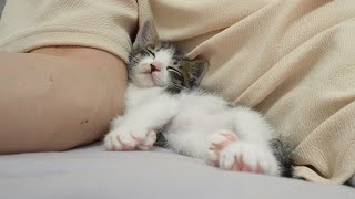 What Happens When a Rescued Kitten Becomes Completely Obsessed with Humans [upl. by Manella]