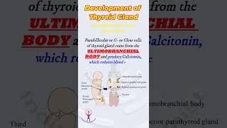 Shorts Thyroid gland development  embryology [upl. by Alyahs]