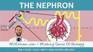 The Nephron  Ultrafiltration and Selective Reabsorption  GCSE Biology 91 [upl. by Awram]