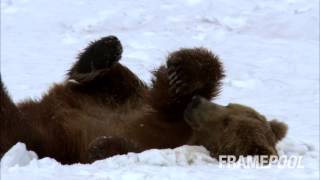 Brown Bear  Winter  Kamtchatka  Russia HD Stock Video  Framepool [upl. by Nek]