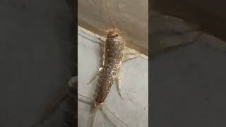 Lepisma saccharina Silverfish [upl. by Dafna]