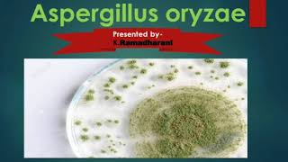 Aspergillus oryzae [upl. by Pablo]