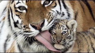 Documentaire Animaux Sauvages LA VENGEANCE DU TIGRE HD [upl. by Mariko]