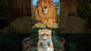 Tigon  a Crossbreed of a Lioness and a Male Tiger [upl. by Llertal400]