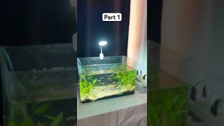 গাপ্পি মাছের বাচ্চা 🥰 aquarium একুরিয়াম fishtank plantedaquarium guppyfish shortsfeed shorts [upl. by Frentz498]