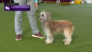 Pyrenean Shepherds  Breed Judging 2023 [upl. by Langsdon]