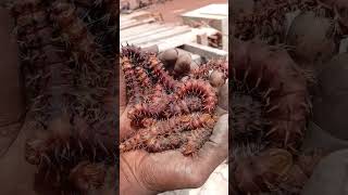 Eatable caterpillars with vitamins [upl. by Leeland]