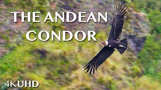 CONDORS In Ecuador  4K 60fps [upl. by Lisan]