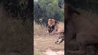 lion vs hyena wildlife wildanimals jungle junglesafari forest deer deerhunting tiger c [upl. by Alimac768]