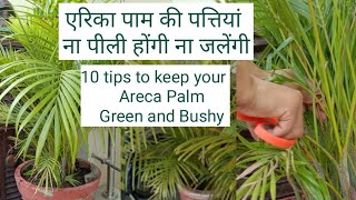 10 tips to keep your areca palm healthy bushy and greenएरिका पाम की पत्तियां ना पीली होंगी ना जलेगी [upl. by Sorenson]