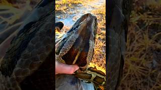 Unique technique to catch python shorts animals python [upl. by Lebana]