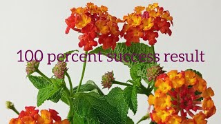 How to propagate Lantana from cutting trending [upl. by Asher347]