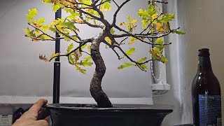 The Elegance of The English Oak Bonsai [upl. by Zondra]