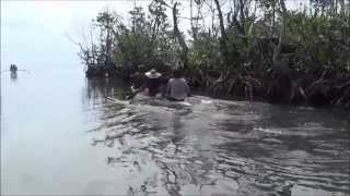 Mangroves can serve as protective wall against a storm like Yolanda [upl. by Eelyk]