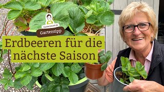 Erdbeeren für die nächste Saison vorbereiten und Ableger nehmen  Erdbeerpflanzen vermehren [upl. by Oner946]