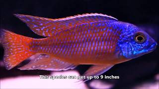 A Must Have African Cichlid  Protomelas taeniolatus quotSuper Red Empressquot [upl. by Merfe]