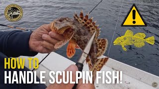 How to Handle Sculpin Fish  What NOT to do with these Sea Creatures [upl. by Morrison244]