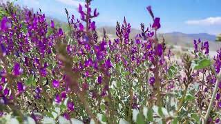 Panamint Valley Spring Bloom [upl. by Schuyler]