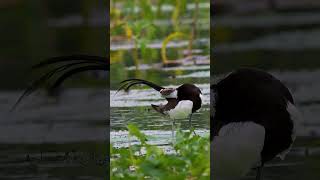 Pheasant tailed jacana [upl. by Ahseenal]