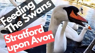 Feeding The Swans in Stratford upon Avon [upl. by Cross]