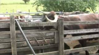 Bovine TB and Biosecurity  Video 2  Identifying badger activity [upl. by Klotz]