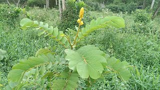 Senna reticulata Mariamole Сенна крылатая [upl. by Schlessel569]