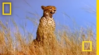 Cheetah vs Gemsbok  National Geographic [upl. by Ettenwad]