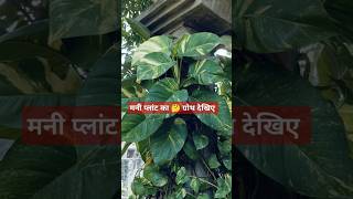 money plant growth hacksgarden tarracegarden flowers phulwari plantsmoneyplant chhathpuja [upl. by Paula]