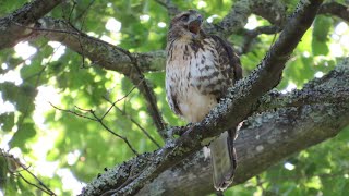 BroadWinged Hawk call screeching [upl. by Aisekal]