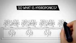 What is Hydroponics [upl. by Eugenides]