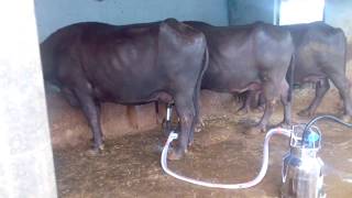 Buffalo Milking Machine Video [upl. by Aseel181]