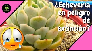 Conoce los cuidados de la Echeveria elegans y ayuda a seguir preservándola [upl. by Benyamin]