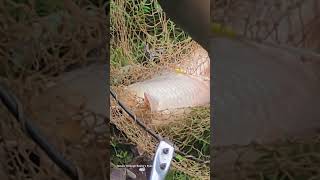 Amazing big redcap fish fishing shortvideo shorts short bigfish freshwaterfish [upl. by Faustus]