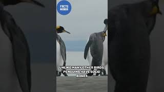 Penguin Wonders 5 Facts You Didn’t Know 😮 reels funfacts facts youtubeshorts animals shorts [upl. by Anniala793]