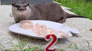 2nd Birthday of Otter Moka [upl. by Ripleigh]