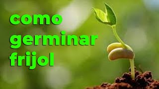 Germinar Frijol [upl. by Ybrek]