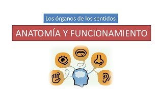 Anatomía y funcionamiento de los órganos de los sentidos [upl. by Corwin]