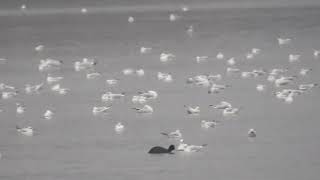 Gulls Pennington Flash Leigh 2012019 [upl. by Northway]