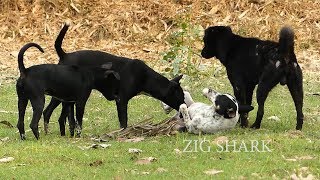 Great RuralDog Golden Labrador Retriever Vs Boston Terrier Mix In Rice field At Village [upl. by Anitan]